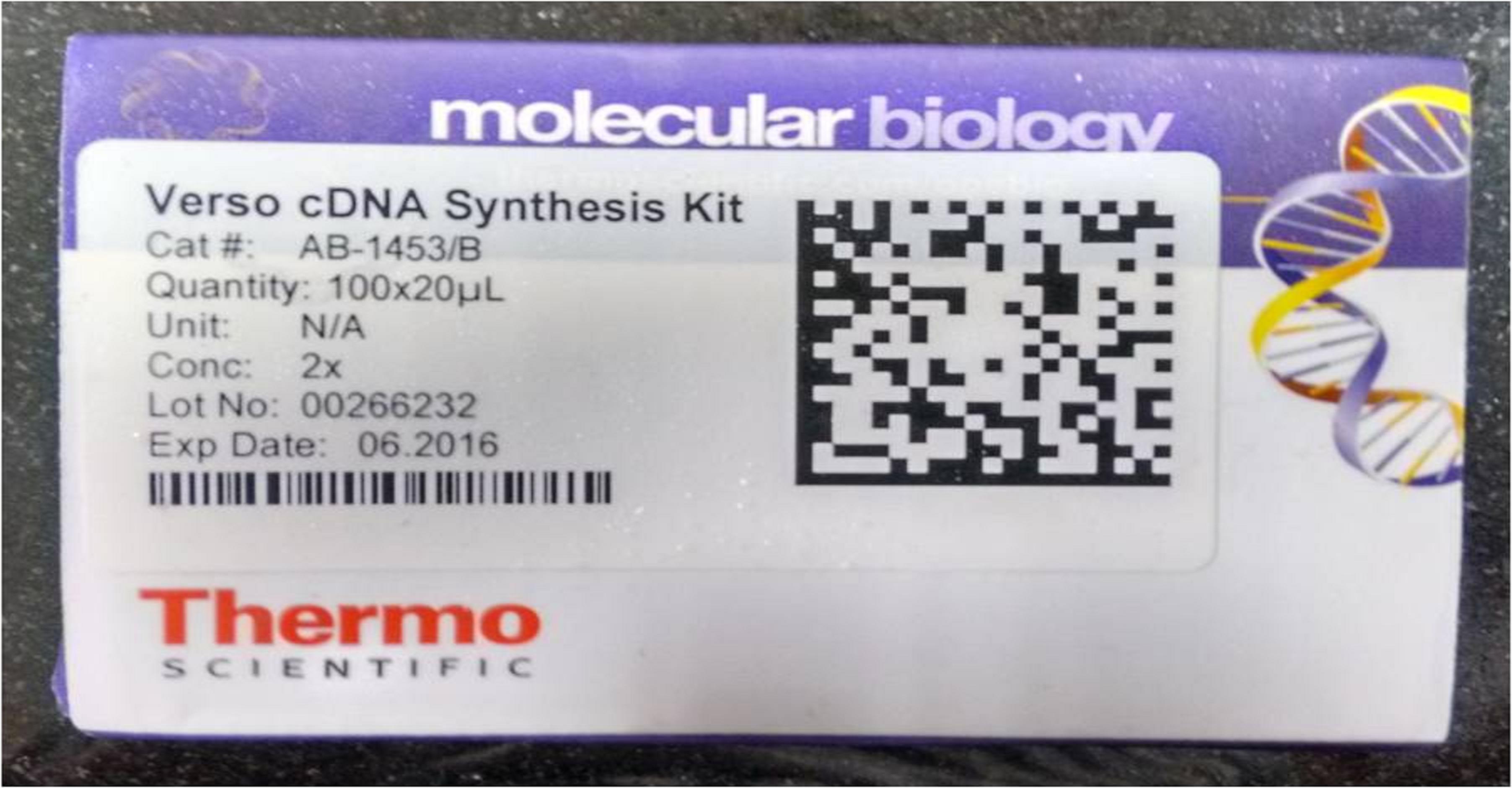 cDNA Synthesis from mRNA Using Verso cDNA Synthesis Kit